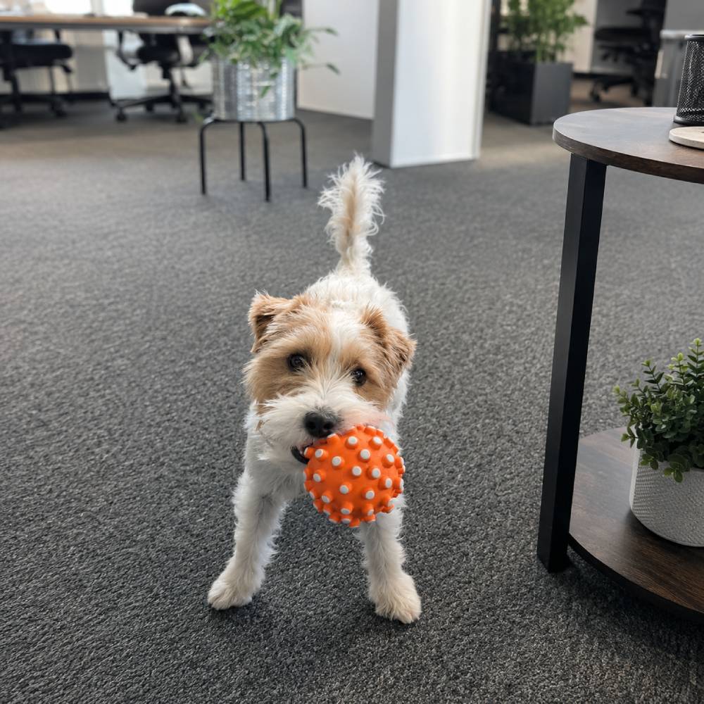 Bikkel, de kantoor-Jack Russell van Mach-IT